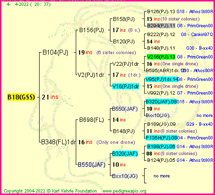 Pedigree of B18(GSS) :
four generations presented
it's temporarily unavailable, sorry!