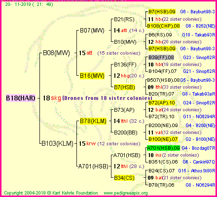 Pedigree of B18(HAR) :
four generations presented<br />it's temporarily unavailable, sorry!