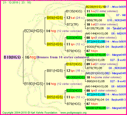 Pedigree of B18(HGS) :
four generations presented<br />it's temporarily unavailable, sorry!