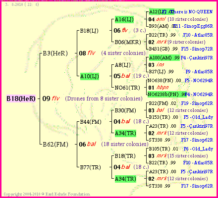 Pedigree of B18(HeR) :
four generations presented