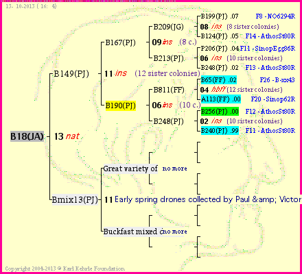 Pedigree of B18(JA) :
four generations presented