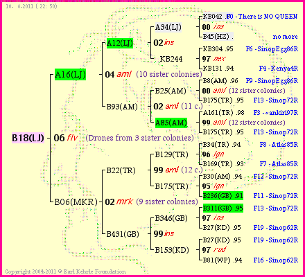 Pedigree of B18(LJ) :
four generations presented