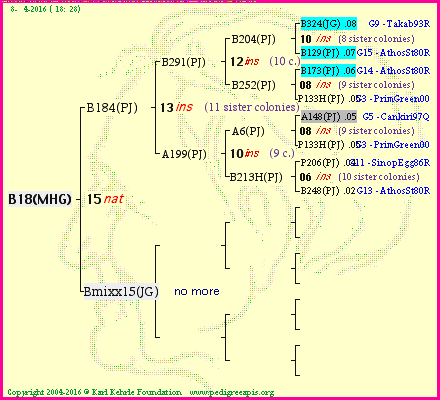 Pedigree of B18(MHG) :
four generations presented