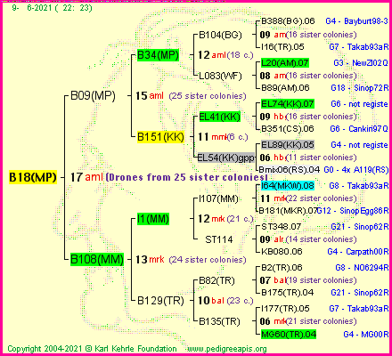 Pedigree of B18(MP) :
four generations presented
it's temporarily unavailable, sorry!