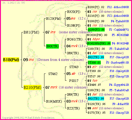 Pedigree of B18(PM) :
four generations presented