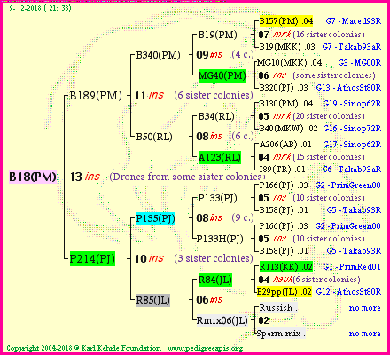 Pedigree of B18(PM) :
four generations presented