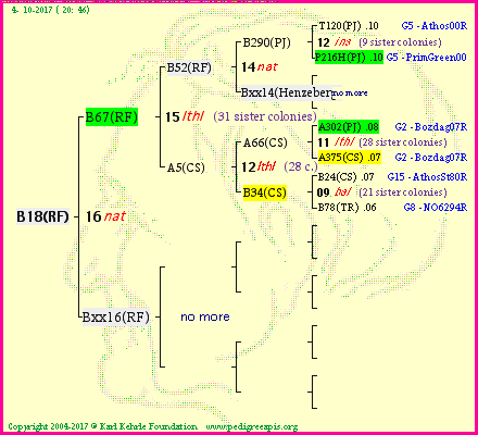 Pedigree of B18(RF) :
four generations presented