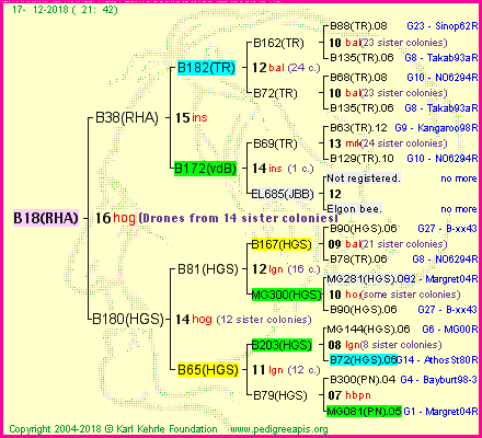 Pedigree of B18(RHA) :
four generations presented<br />it's temporarily unavailable, sorry!