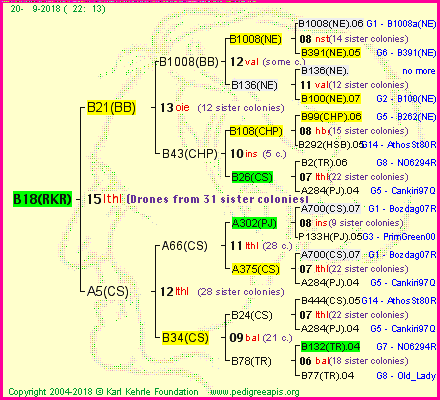 Pedigree of B18(RKR) :
four generations presented<br />it's temporarily unavailable, sorry!