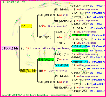 Pedigree of B18(RL)1dr :
four generations presented
it's temporarily unavailable, sorry!