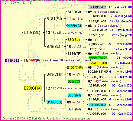 Pedigree of B18(SL) :
four generations presented<br />it's temporarily unavailable, sorry!