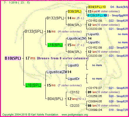 Pedigree of B18(SPL) :
four generations presented
it's temporarily unavailable, sorry!