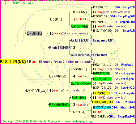 Pedigree of B18.1.23(KK) :
four generations presented<br />it's temporarily unavailable, sorry!