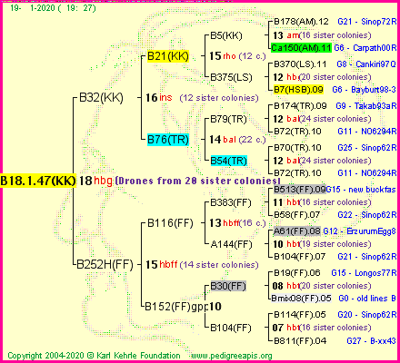 Pedigree of B18.1.47(KK) :
four generations presented
it's temporarily unavailable, sorry!