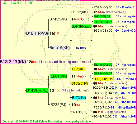 Pedigree of B18.2.13(KK)1dr :
four generations presented<br />it's temporarily unavailable, sorry!