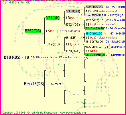 Pedigree of B181(DS) :
four generations presented
it's temporarily unavailable, sorry!