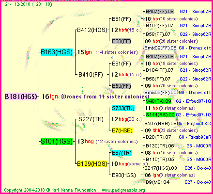 Pedigree of B181(HGS) :
four generations presented<br />it's temporarily unavailable, sorry!