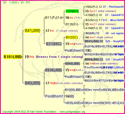 Pedigree of B181(JBB) :
four generations presented
it's temporarily unavailable, sorry!