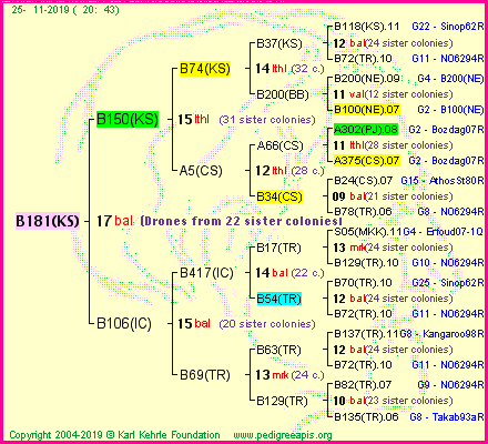 Pedigree of B181(KS) :
four generations presented<br />it's temporarily unavailable, sorry!