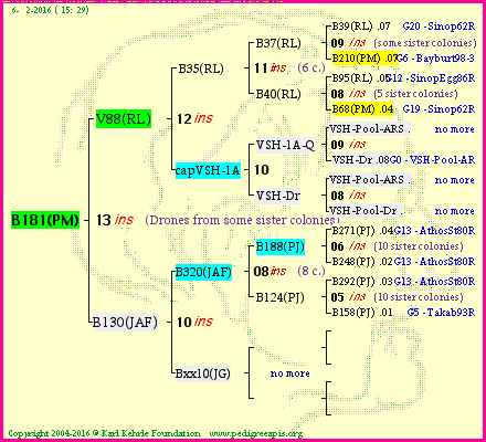 Pedigree of B181(PM) :
four generations presented