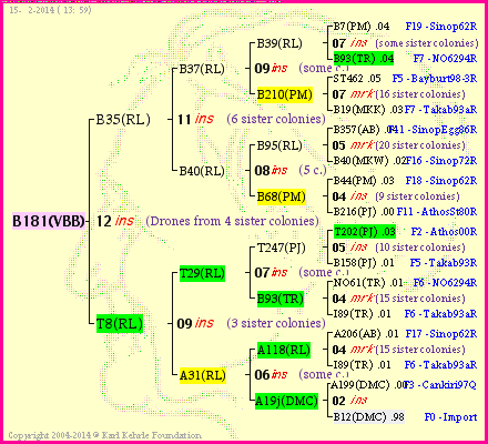 Pedigree of B181(VBB) :
four generations presented