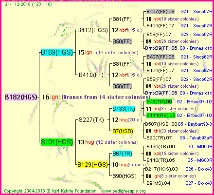 Pedigree of B182(HGS) :
four generations presented<br />it's temporarily unavailable, sorry!