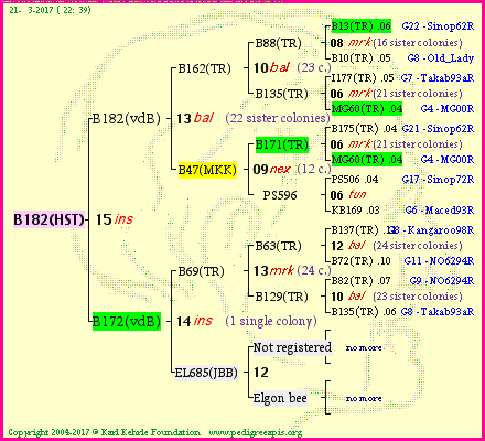 Pedigree of B182(HST) :
four generations presented