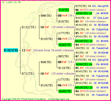 Pedigree of B182(TR) :
four generations presented