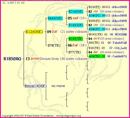 Pedigree of B183(HK) :
four generations presented