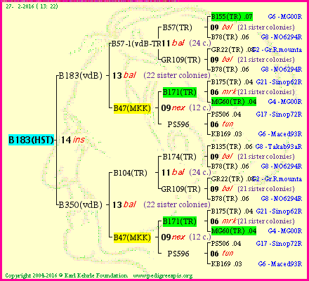 Pedigree of B183(HST) :
four generations presented