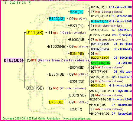 Pedigree of B183(JDS) :
four generations presented