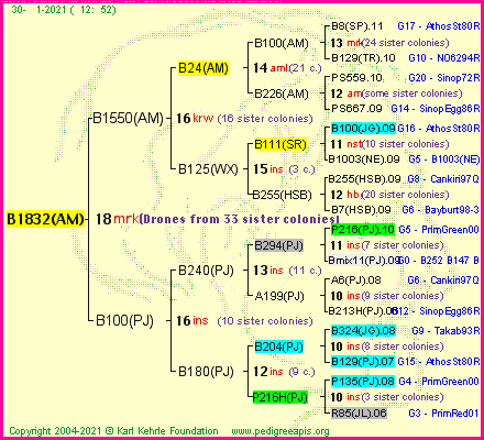 Pedigree of B1832(AM) :
four generations presented
it's temporarily unavailable, sorry!