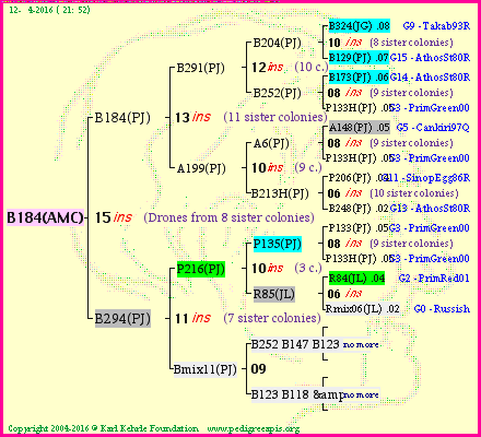 Pedigree of B184(AMC) :
four generations presented