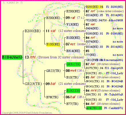 Pedigree of B184(AMS) :
four generations presented