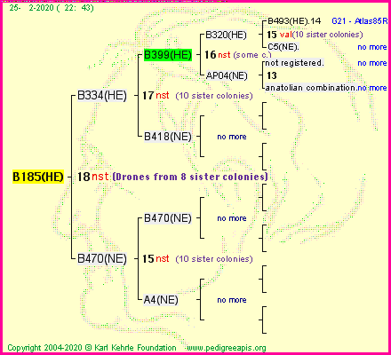 Pedigree of B185(HE) :
four generations presented<br />it's temporarily unavailable, sorry!