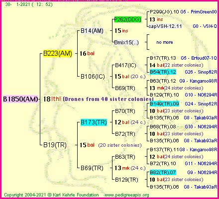 Pedigree of B1850(AM) :
four generations presented
it's temporarily unavailable, sorry!