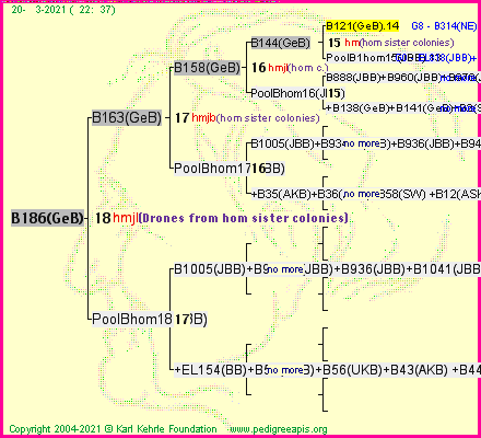 Pedigree of B186(GeB) :
four generations presented
it's temporarily unavailable, sorry!