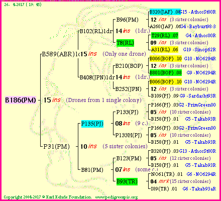 Pedigree of B186(PM) :
four generations presented