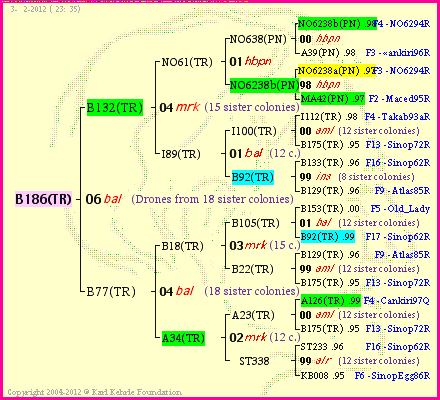 Pedigree of B186(TR) :
four generations presented