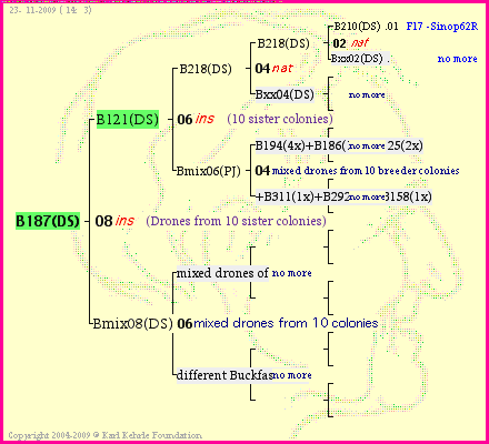 Pedigree of B187(DS) :
four generations presented