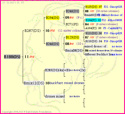 Pedigree of B188(DS) :
four generations presented