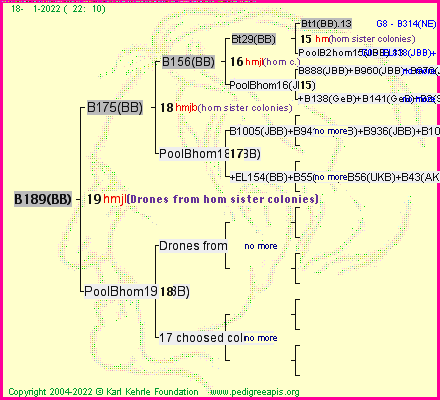 Pedigree of B189(BB) :
four generations presented
it's temporarily unavailable, sorry!