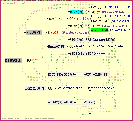 Pedigree of B189(PJ) :
four generations presented