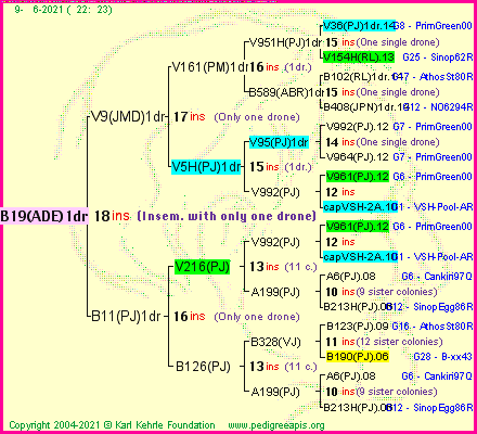 Pedigree of B19(ADE)1dr :
four generations presented
it's temporarily unavailable, sorry!