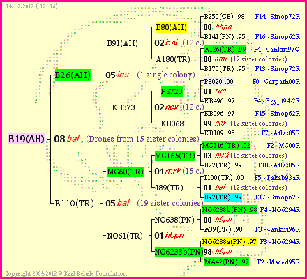 Pedigree of B19(AH) :
four generations presented