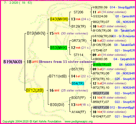 Pedigree of B19(AKO) :
four generations presented<br />it's temporarily unavailable, sorry!