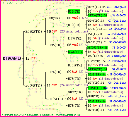 Pedigree of B19(AME) :
four generations presented