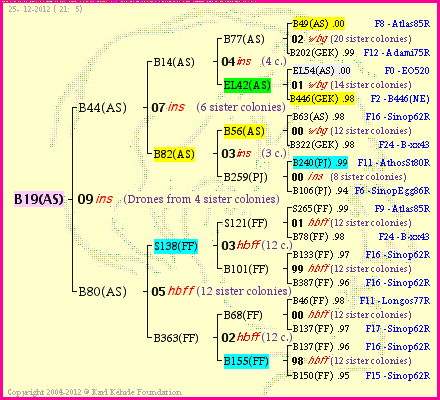 Pedigree of B19(AS) :
four generations presented