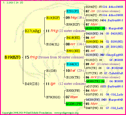 Pedigree of B19(BZF) :
four generations presented