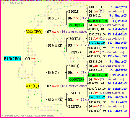 Pedigree of B19(CBO) :
four generations presented